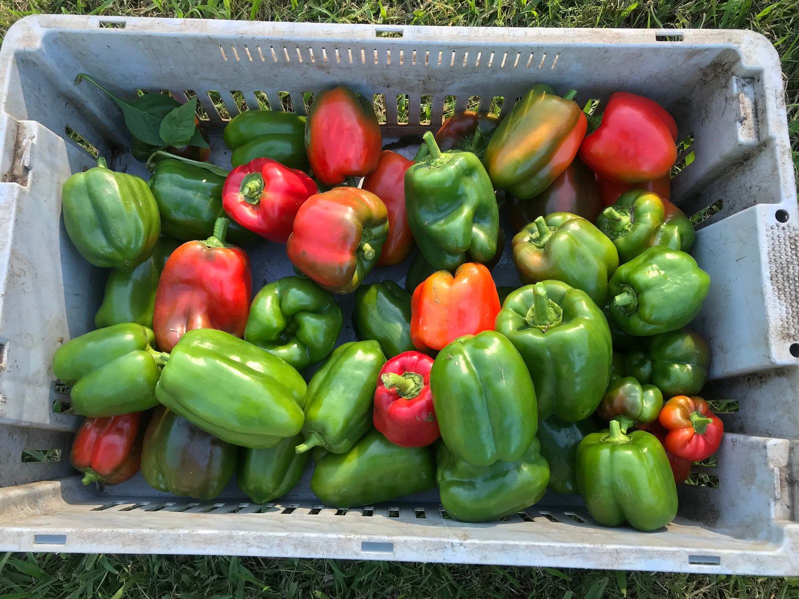 Backyard gardening   - May tips from Alison Walsh