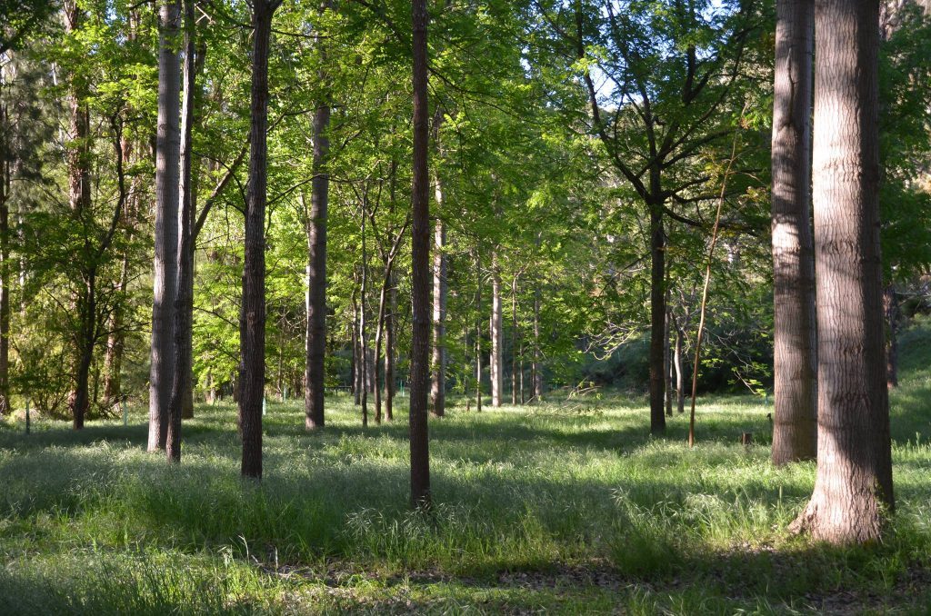 Farm forestry providing income for small farms