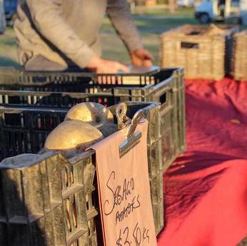 Facing disappointment in a local food system