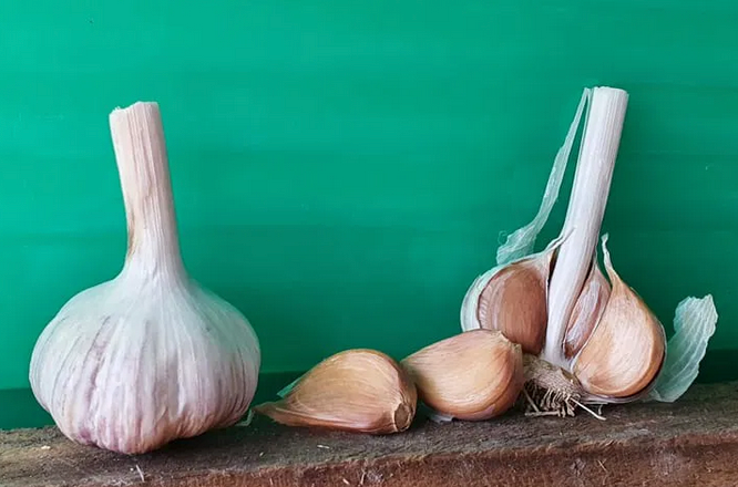 Garlic! Planting and Tasting Workshop