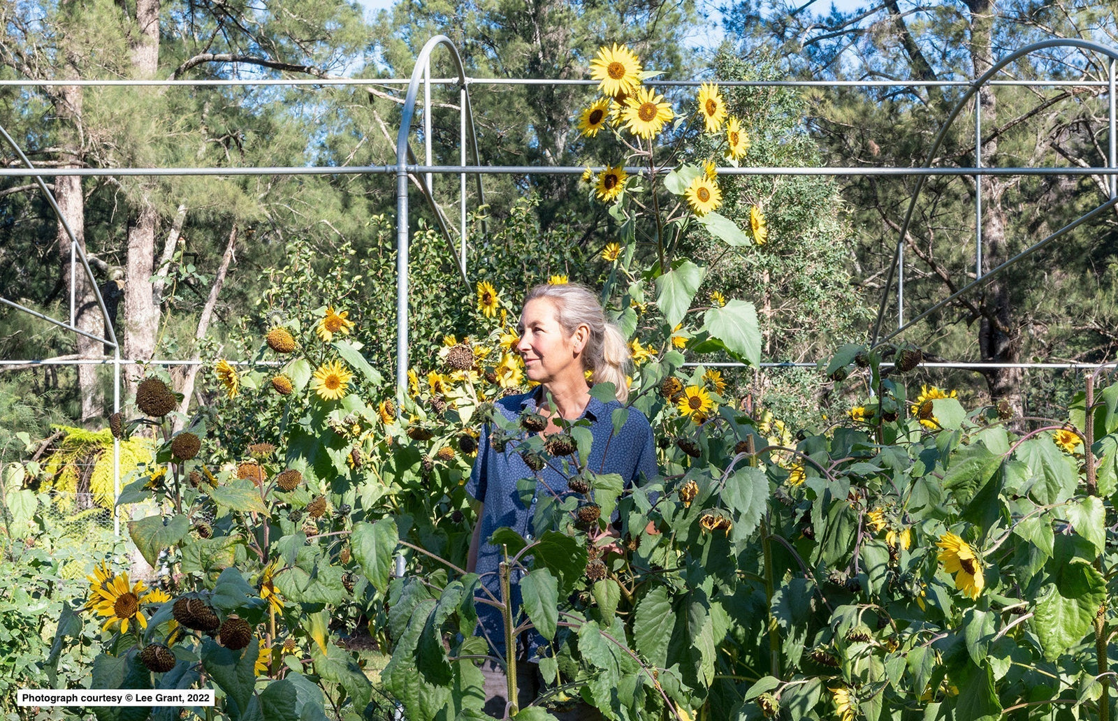 Backyard gardening   - March tips from Alison Walsh