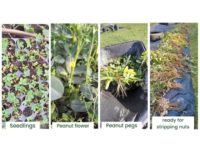 Is it a Pea or a Nut?