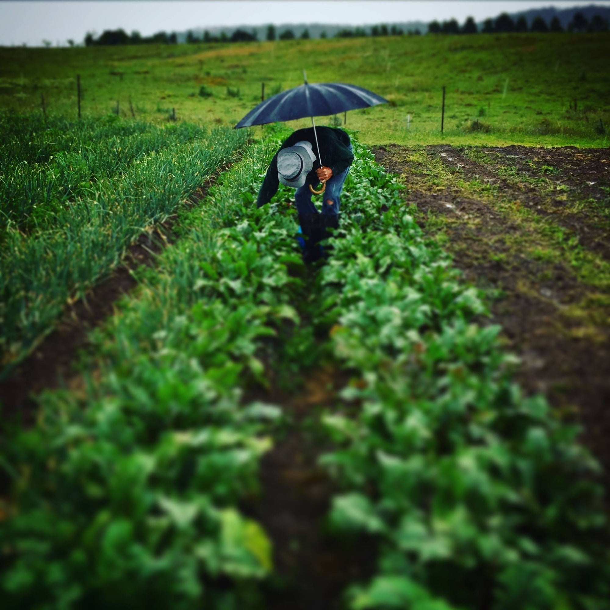 Hazelwood Farm