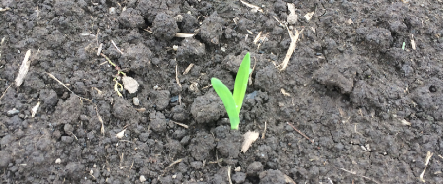 Leanne’s life: down in the weeds