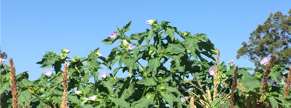 Leanne’s life: back to the broadfork