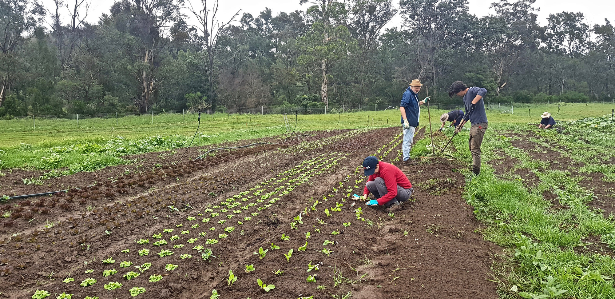Productive Vegetable Gardening - Working in the field