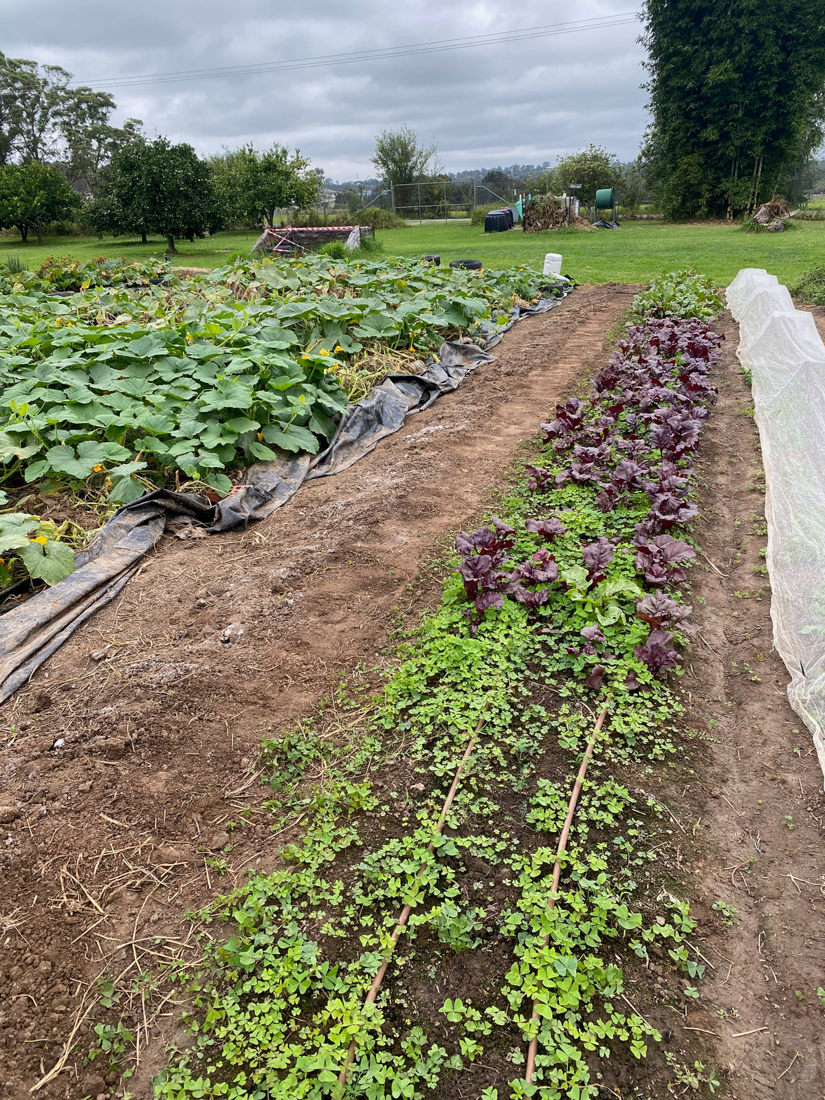 Buds4Life Thursday 27 March - Session 4 - Autumn growing: Tilling the soil and mulching the bed