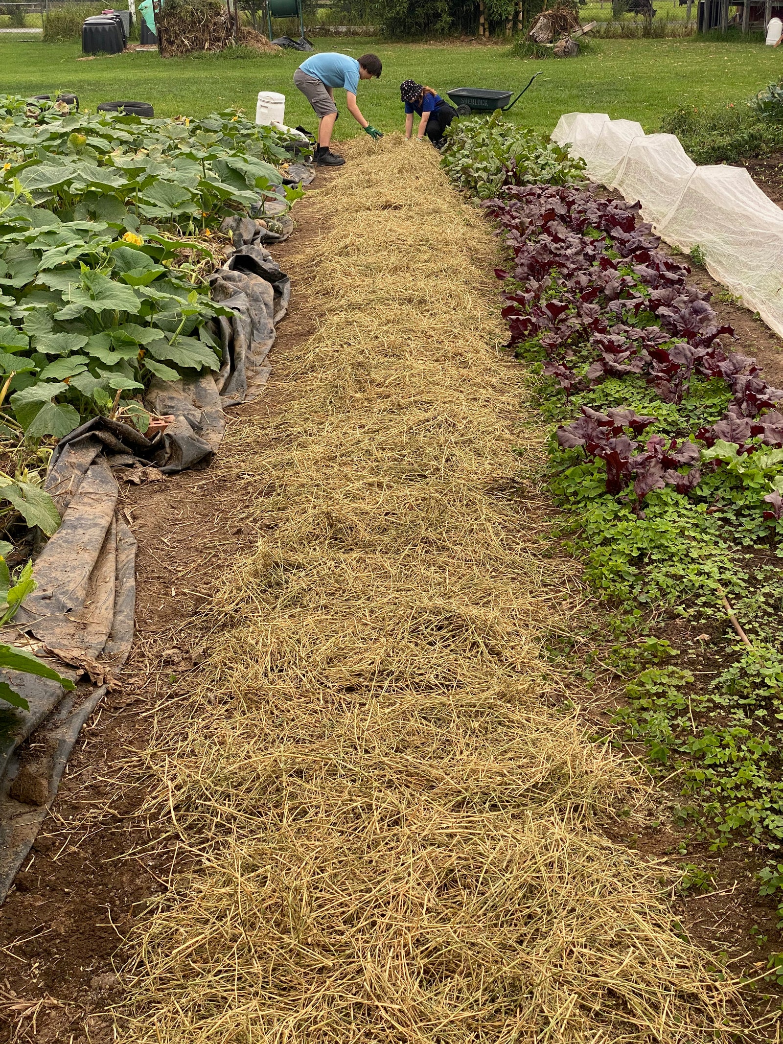 Buds4Life Thursday 27 March - Session 4 - Autumn growing: Tilling the soil and mulching the bed