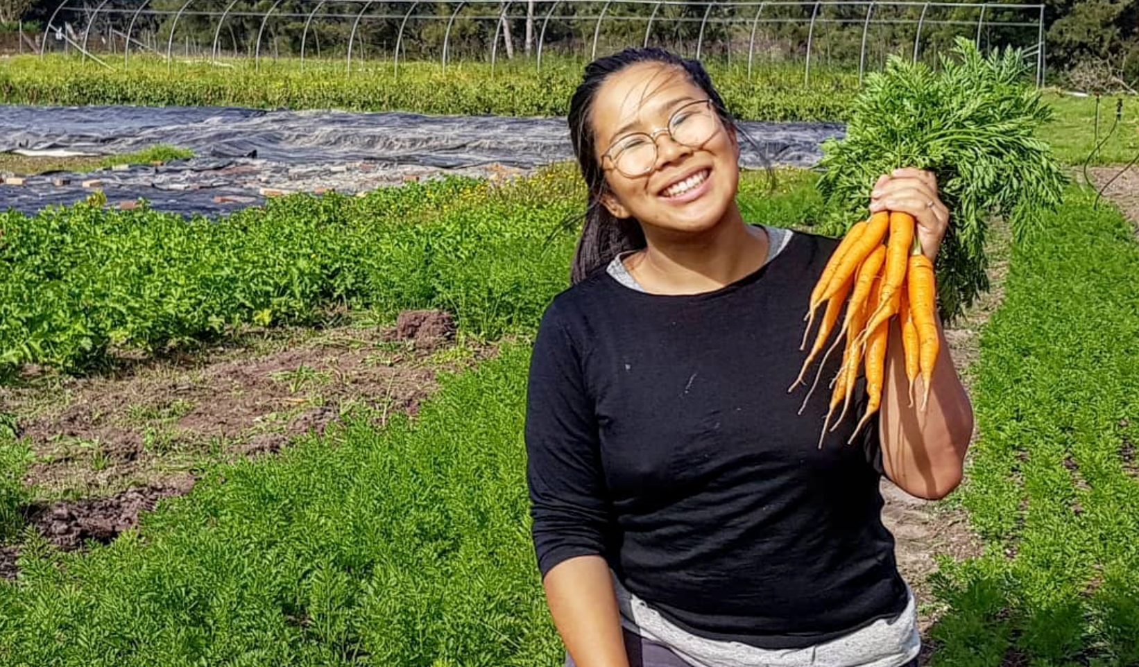 Productive Vegetable Gardening - Harvesting