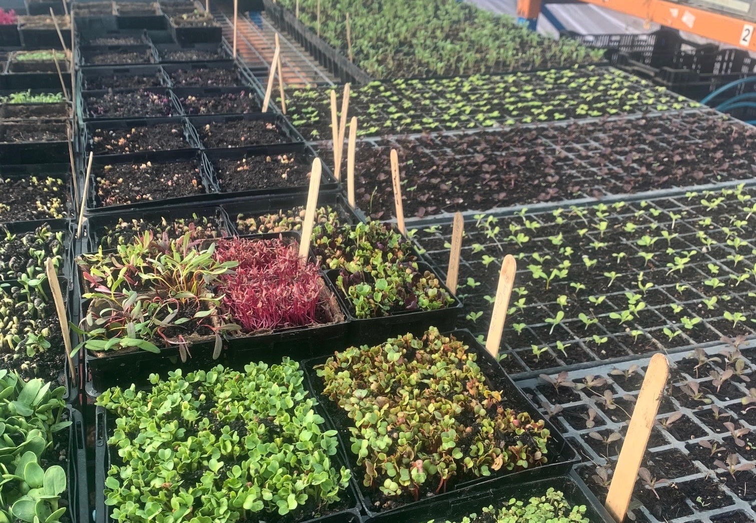 Productive Vegetable Gardening - Plant propagation