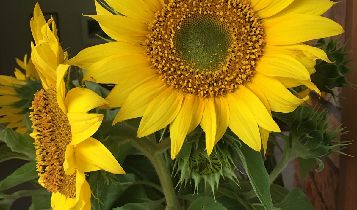 SAGE Summer Solstice 2025