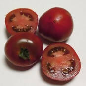 Tomato Seedlings - Kangaroo Paw Brown