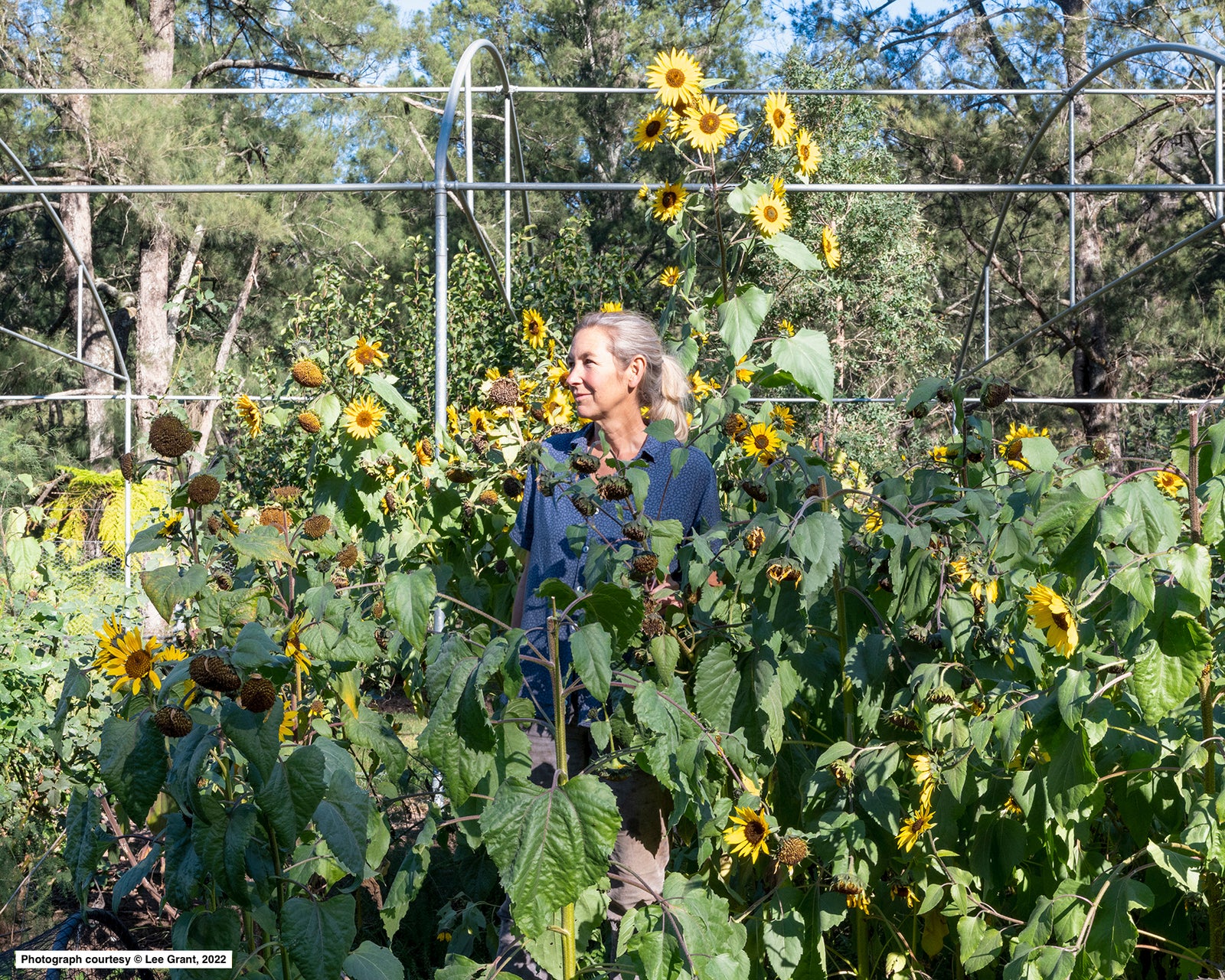 Backyard Veggie Gardening - Problem Solving 26
