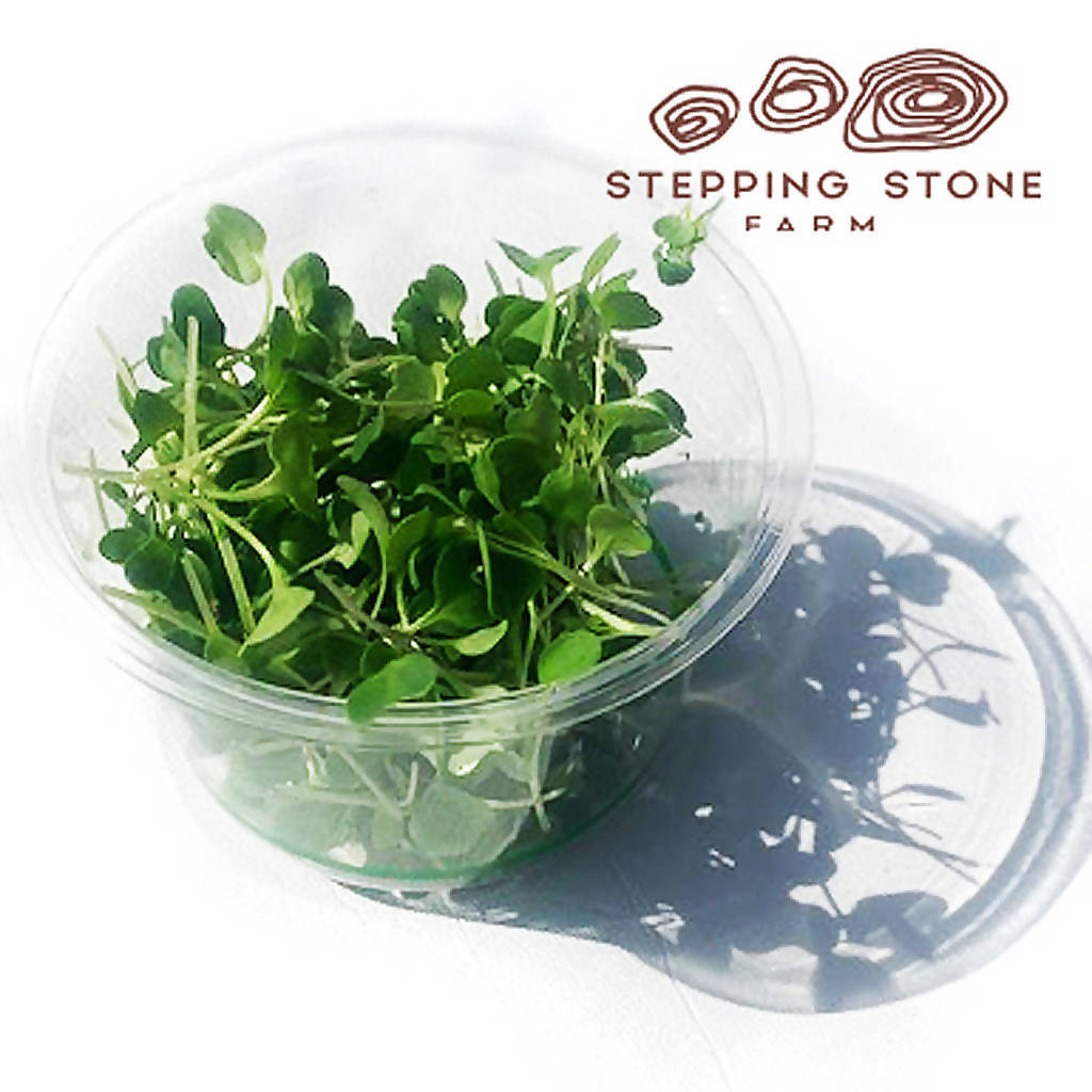 Microgreens - Health Mix