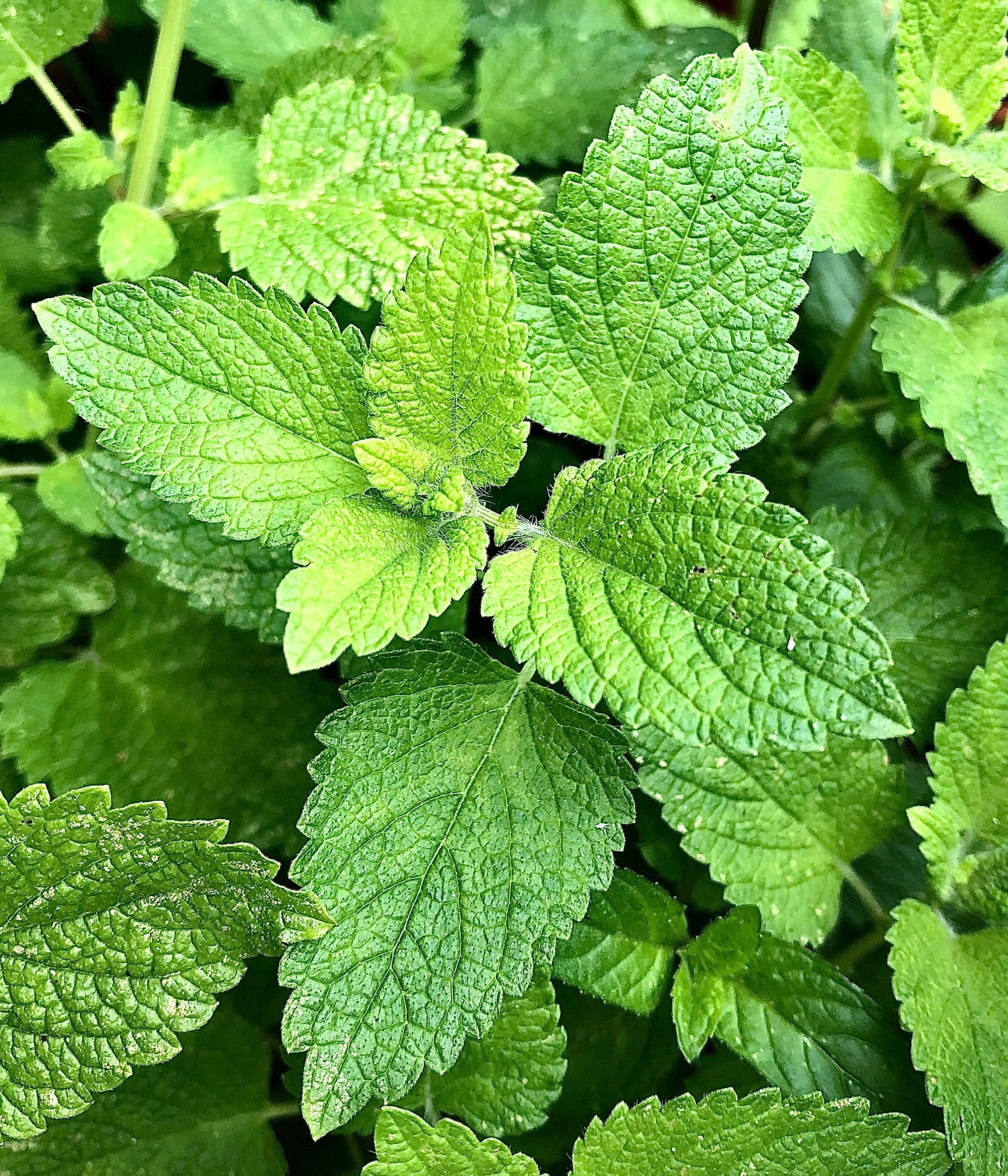 Mint, fresh ( bunch)